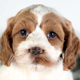 Dasha - Red and white female Cockapoo puppy in Pledger, Texas from Sugarbear Cockapoos