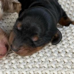Navy - Black and tan female Dachshund puppy in Ava, Missouri from Beaver Creek Kennels