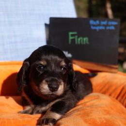 Finn - Black and cream male Dachshund puppy in Prospect, Oregon from Spunky Sausage Pups