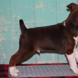 Rat Terrier Puppies from River Ridge Rat Terriers
