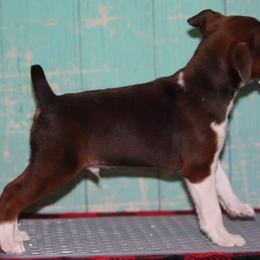 Rat Terrier Puppies from River Ridge Rat Terriers