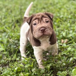 Fletcher - Chocolate dilute male Chinese Shar-Pei puppy in Lehigh Acres, Florida from Florida Wrinkles & SunKissed Schnauzer’s