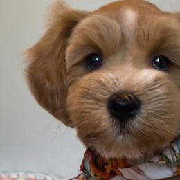 Miniature Schnauzers from True Love Schnauzers