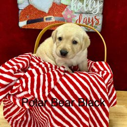 Dune - Yellow Labrador Retriever puppy in Sandpoint, Idaho from Allen Sunnyside AKC Labs