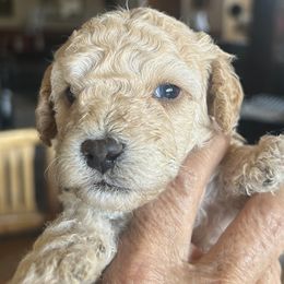 Simba is 2 week old - Cream male Cockapoo puppy in Crawford, Colorado from Saddle Mountain Doodles