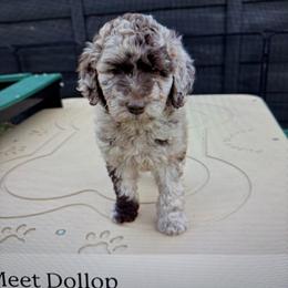 Ivy - Apricot female Goldendoodle puppy in Forney, Texas from Cityline Goldendoodles