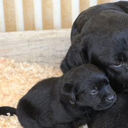 Labrador Retrievers and Sussex Spaniels from Marstad