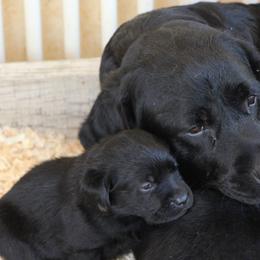 Labrador Retrievers and Sussex Spaniels from Marstad