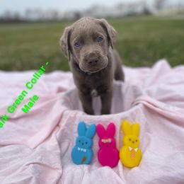 Dilute Retriever Puppies from Virdin’s Silver Labs