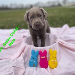 Dilute Retriever Puppies from Virdin’s Silver Labs