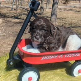 Jackson - male Newfypoo puppy in South Haven, Minnesota from Hidden Haven Poodles and Doodles