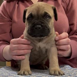 Girl 2 - female Bullmastiff puppy in Elyria, Ohio from Ambrosia Mastiffs