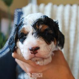 Bernedoodle, Cavapoo, Goldendoodle, Poodle, and Sheepadoodle Puppies from Red Ranch Dogs