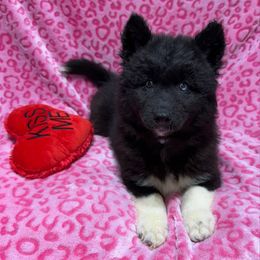 Valentina AKC - Siberian Husky puppy from Huskies By the Bay