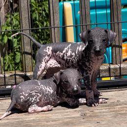 Cookies N Cream - White and black male Xoloitzcuintli puppy in Manitowoc, Wisconsin from Wonderland Kennel