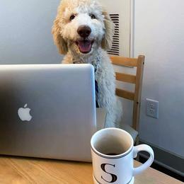Goldendoodle Puppies from Stormie's Doodles