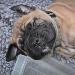 Bullmastiff Puppies from Folly's Bullmastiffs