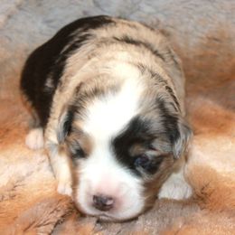 Hunter - Blue merle male Miniature Australian Shepherd puppy in Ionia, Iowa from Sapphire Stables