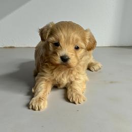 Maltipoo puppies from Denise Clark