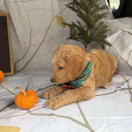Goldendoodle Puppies from Unike Puppies