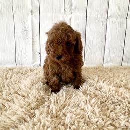 Lucky (AKC) - Red  male Poodle puppy in Riverside, California from Red Toy Poodle World