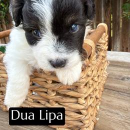 Dua Lipa - Black and white female Aussiedoodle puppy in Bakersfield, California from Annie's Aussies