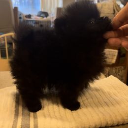 Pomeranian Puppies from Silver’s Reigning Heir Poms