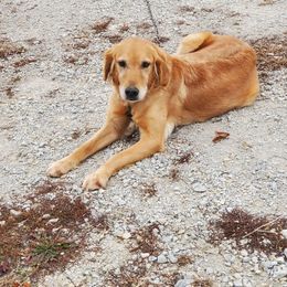 Oakley - Golden Retriever