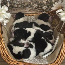 Basset Hound puppies from Lazy Daisy Basset Hounds
