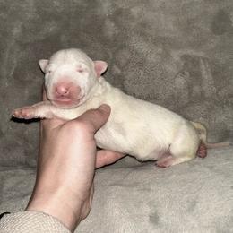 Girl 4 - White female Bull Terrier puppy in Trussville, Alabama from Alabama Bull Terriers