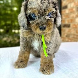Bernedoodle and Poodle Puppies from Plum Valley Pups