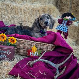 Duchess - Dachshund