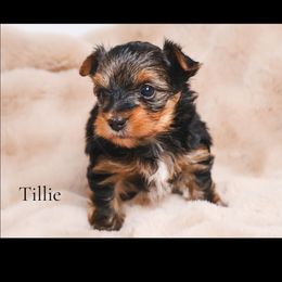 Tillie - Black and tan female Yorkshire Terrier puppy in Greenwood, Wisconsin from Selah and Co.