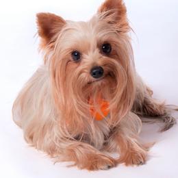 Mocha - Yorkshire Terrier