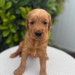Blue Boy - Dark golden male Golden Retriever puppy in Salt Lake City, Utah from Deseret Peak Goldens