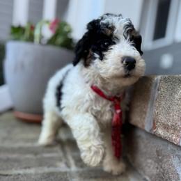 Stud Muffin - Tri-color male Bernedoodle puppy in Camden, North Carolina from Oopsie Doodles of NC