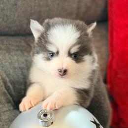 Ariya's blue boy 1 - Blue male Pomsky puppy in Enid, Oklahoma from Mile Hi Pomskies