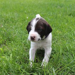German Shorthaired Pointer Puppies from Brooke's GSPs