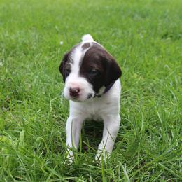German Shorthaired Pointer Puppies from Brooke's GSPs