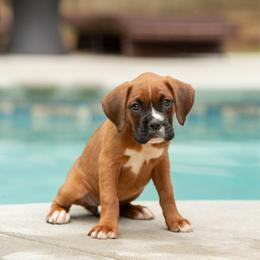 Pink - Fawn female Boxer puppy in Georgia from Stephanie’s Boxers
