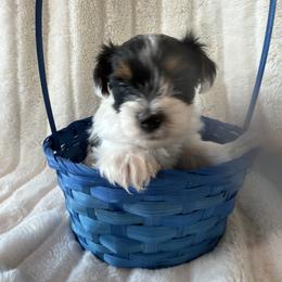 Spots - Parti male Yorkshire Terrier puppy in Summersville, Missouri from Combs’ Yorkies