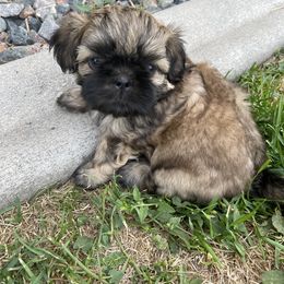 Shih Tzu Puppies from Wachowicz Shihtzu