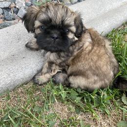 Shih Tzu Puppies from Wachowicz Shihtzu