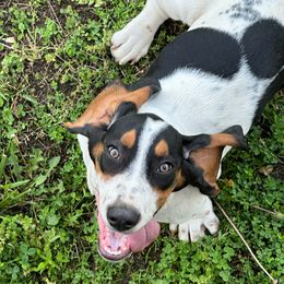 Hank - Basset Hound