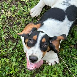 Hank - Basset Hound