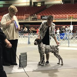 German Shorthaired Pointer All Grown Up from Pinecrest German Shorthair Pointers