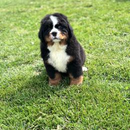 Bear - Black rust and white male Bernese Mountain Dog puppy in Mountain Grove, Missouri from CreekTop