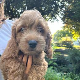 Rocky - Red male Cockapoo puppy in Strasburg, Pennsylvania from Dana's Domain Cockapoos