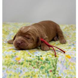 Arbequina - Caramel female Australian Labradoodle puppy in Sacramento, California from Little Farmstead Labradoodles