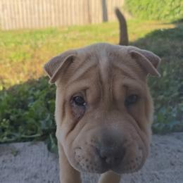 Bagel - Blue sable female Chinese Shar-Pei puppy in Lehigh Acres, Florida from Florida Wrinkles